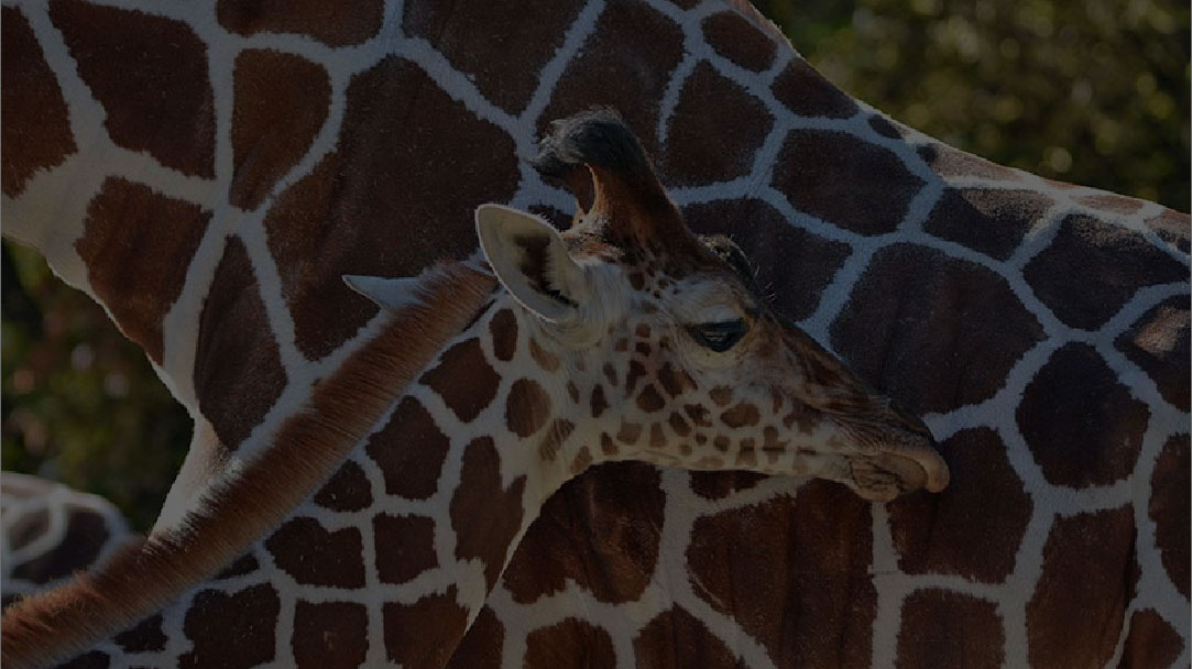 馬匹、牲畜與保護(hù)動(dòng)物